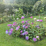 Hydrangea Macrophylla Endless Summer Eesti (foto #4)