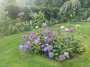 Гортензия Macrophylla Endless Summer Eesti (4 фото из 10)