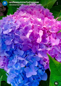 Гортензия Macrophylla Endless Summer Eesti (8 фото из 10)