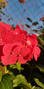 Гортензия Macrophylla Endless Summer Eesti (9 фото из 10)