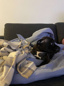Staffordshirenbullterrieri (2 valokuva sivusta 4)
