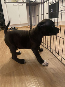 Staffordshirenbullterrieri (3 valokuva sivusta 4)