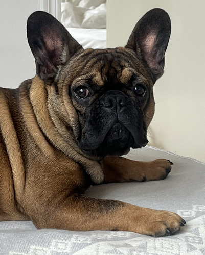 Prantsuse buldog