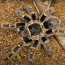 Chaco Kuldpõlv Tarantel (3cm, Sugu Määramata) (foto #3)