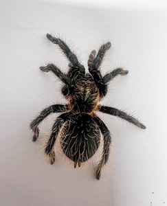 Кудрявый тарантул (4 см, пол не определен)