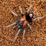 Тринидадский карликовый тигровый тарантул (2,5 см, пол не оп (фото #2)