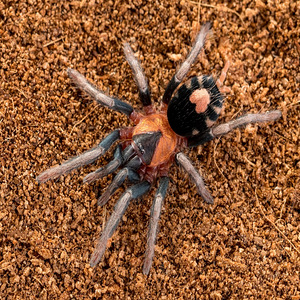 Trinidadi Kääbustiiger Tarantel (2,5cm, Sugu Määramata) (2 foto / 2)