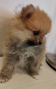 Pomeranian pentu (3 valokuva sivusta 4)