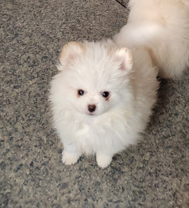 Pomeranian pentu, narttu