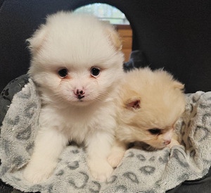 Pomeranian /Kleinspitz pentuja (2 valokuva sivusta 6)