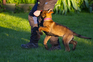 GERMAN SHEPHERD PUPPIES FCI (2 foto / 6)