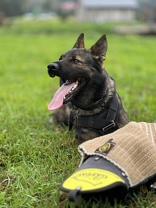 GERMAN SHEPHERD PUPPIES FCI (3 foto / 6)