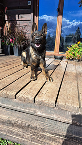 GERMAN SHEPHERD PUPPIES FCI (5 foto / 6)