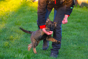GERMAN SHEPHERD PUPPIES FCI (6 foto / 6)