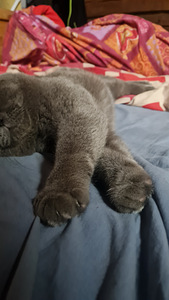 Briti kass otsib peigmeest (1 foto / 2)