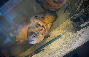 Akvaarium kaladega (3 foto / 5)