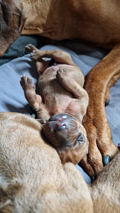 Rhodeesia Ridgeback`i kutsikad (3 foto / 5)