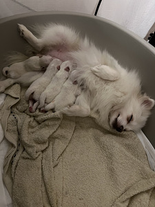 Pomeranian spits kutsikas (1 foto / 5)