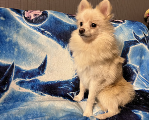 Pomeranian spits kutsikas (3 foto / 5)
