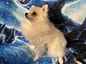 Pomeranian spits kutsikas (4 foto / 5)