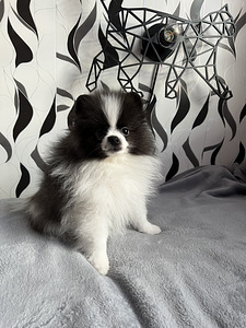 Pomeranian spits kutsikas (3 foto / 5)