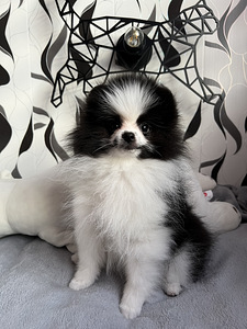 Pomeranian spits kutsikas (2 foto / 4)