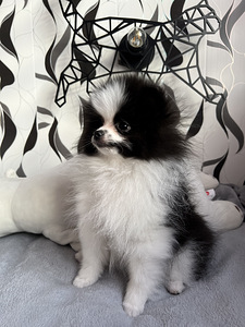 Pomeranian spits kutsikas (3 foto / 4)