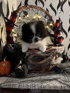Pomeranian spits kutsikas (5 foto / 5)