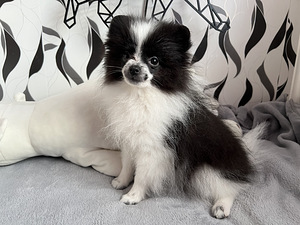 Pomeranian spits kutsikas (3 foto / 5)