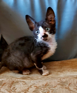 Kassipojad Cornish Rex (4 foto / 4)