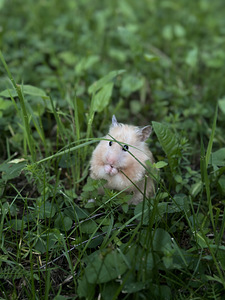 Hamster ajutiseks hoidmiseks (1 foto / 6)