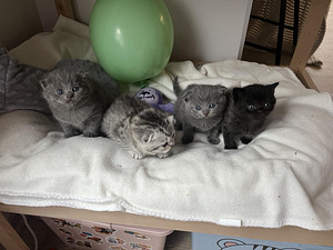 Müüa Scottish fold tõugu kassipojad. (1 foto / 1)