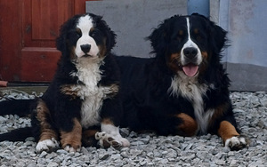 Berni Alpi karjakoer (4 foto / 6)