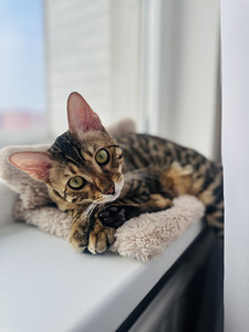 Бенгальский кот (2 фото из 3)