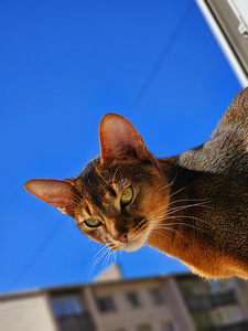 Абиссинский кот (10 фото из 10)