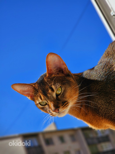 Абиссинский кот (фото #10)