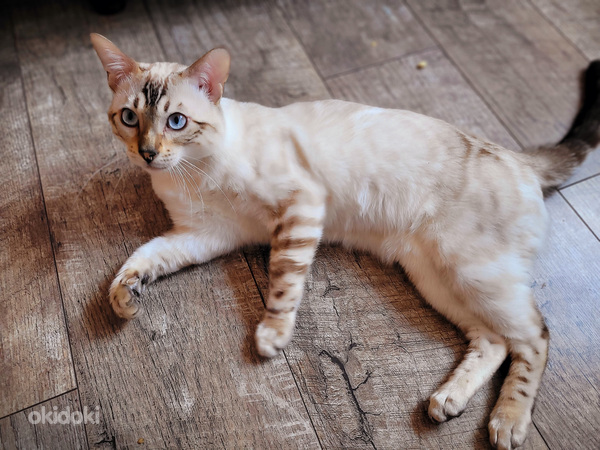 Бенгальский кот (фото #2)