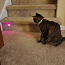 Лазер ошейник для кошек Laseriga kaelarihm/Laser mäng kassid (фото #4)