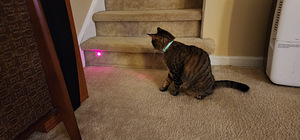 Laser kaelarihm kassidele Laseriga kaelarihm/Laser mäng kassid (4 foto / 8)