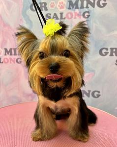 Grooming salon (9 foto / 9)