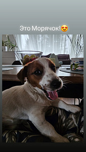 Jack Russelli terjeri kutsikad (2 foto / 4)