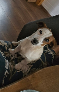 Jack Russelli terjeri kutsikad (4 foto / 4)