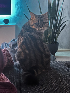 Briti kass (5 foto / 8)