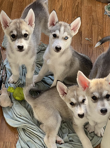 Siperianhuskyn pennut (5 valokuva sivusta 5)