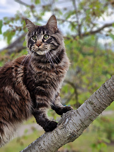 Tõutunnistusega noor Maine Coon (3 foto / 4)