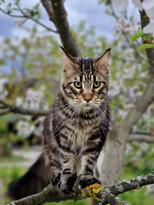 Tīršķirnes jauni Maine Coons ar ciltsrakstiem. (3 foto no 4)