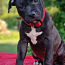 AMERICAN BULLY XL ar ABKC ciltsrakstiem (foto #1)