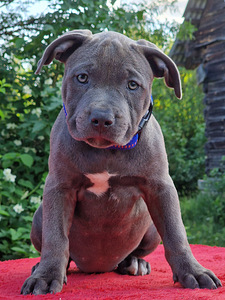 AMERICAN BULLY XL ar ABKC ciltsrakstiem (3 foto no 8)