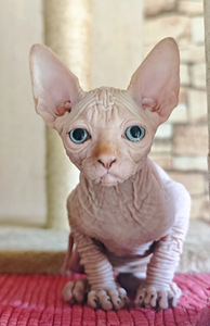 Elite line Canadian sphynx (4 foto no 5)