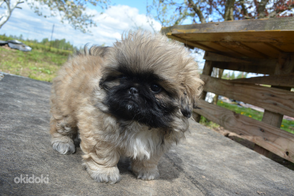 Pekinas (nuotrauka #8)